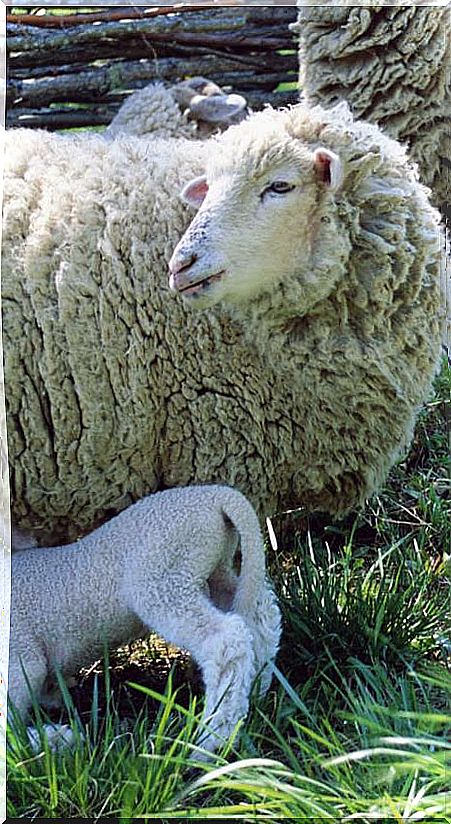 Sheep wool industry