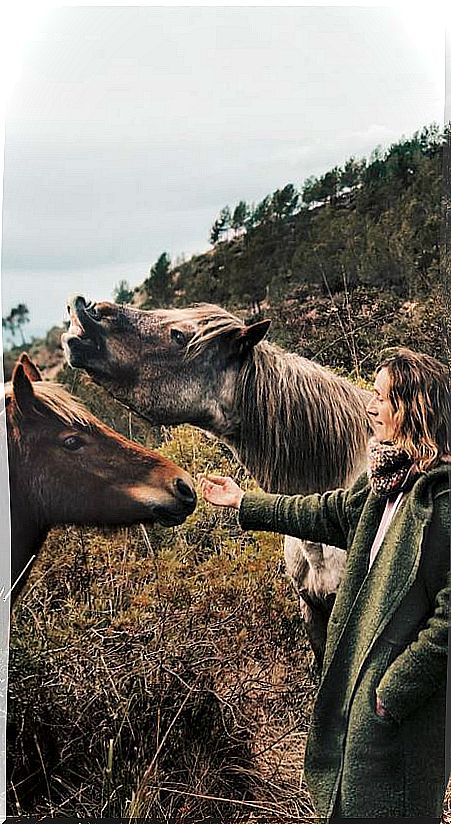 free-horses-fundacio-miranda