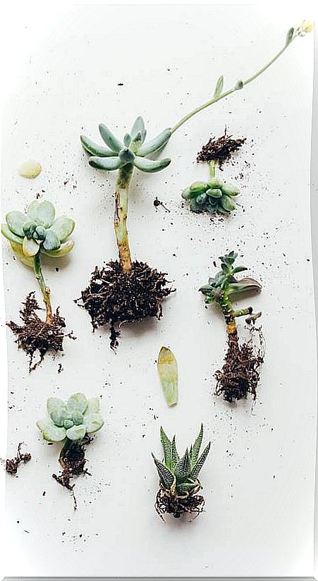 Cuttings and succulents