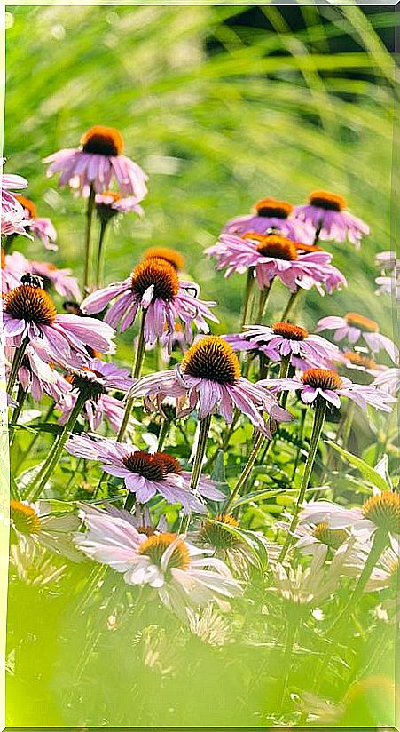 Echinacea