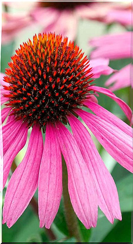 Purple coneflower