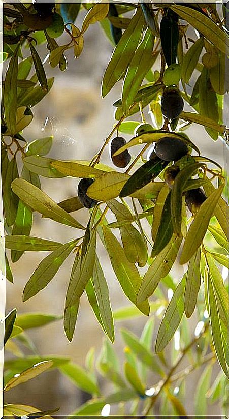 Olive leaves